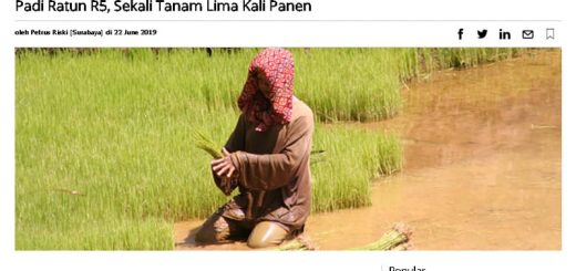 Kliping - Padi ratun r5 sekali tanam lima kali panen - mongabay-22 juni 2019