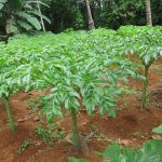 Teknis Budidaya Tanaman Porang (Amarphophallus muelleri Blume) Dengan Teknologi MMC-Deskrispi & Ciri-Ciri Tanaman Porang