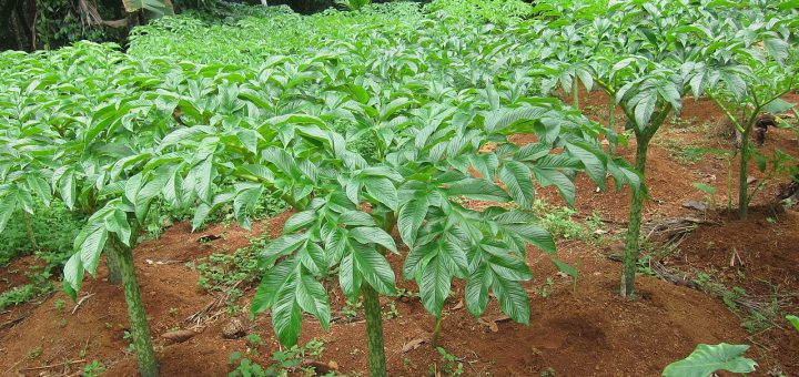 Tanaman Porang Yang sudah siap berumbi