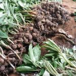 Budidaya Tanaman Porang (Amarphophallus muelleri Blume), Bag II-Bibit & Pemilihan Bibit