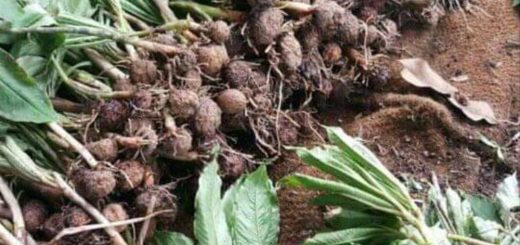 Bibit Tanaman Porang Yang siap ditanam di lahan