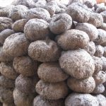 Manfaat Tanaman Porang (Amarphophallus muelleri Blume)