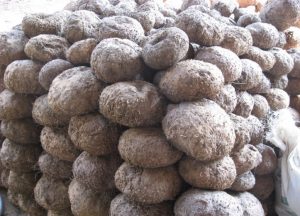 Umbi Tanaman Porang Yang Telah Dipanen