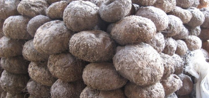 Umbi Tanaman Porang Yang Telah Dipanen