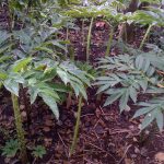 Budidaya Porang (Amarphophallus muelleri Blume), Bag I – Syarat Tumbuh