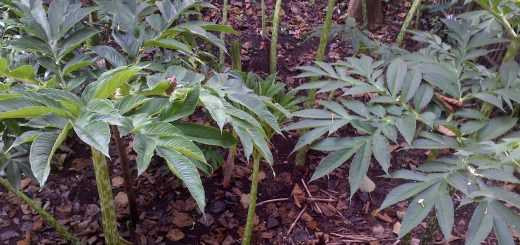 Perkebunan Porang yang ditanaman secara Tumpang sari dengan tanaman lainnya