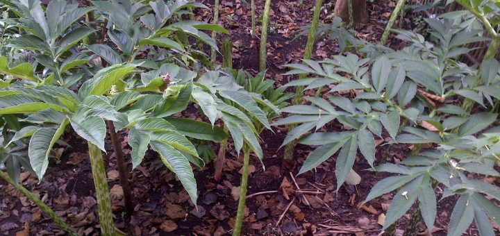 Perkebunan Porang yang ditanaman secara Tumpang sari dengan tanaman lainnya