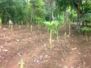 Lahan Tanaman Porang