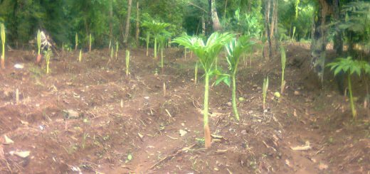 Lahan Tanaman Porang