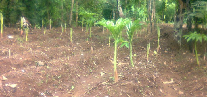 Lahan Tanaman Porang