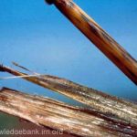 Penampakan Batang Padi Yang Terkena Penyakit Sclerotium