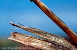 Penampakan Batang Padi Yang Terkena Penyakit Sclerotium