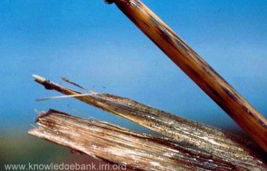 Penampakan Batang Padi Yang Terkena Penyakit Sclerotium