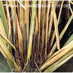 Penyakit Sclerotium Sudah Meradang hampir ke seluruh Tanaman Padi