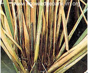 Penyakit Sclerotium Sudah Meradang hampir ke seluruh Tanaman Padi