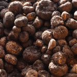 Budidaya Porang (Amarphophallus muelleri Blume) – Bag V – Hama & Penyakit Tanaman pada Porang