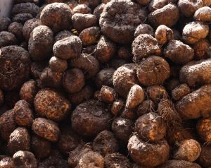 Porang merupakan tanaman hutan yang tahan terhadap berbagai serangan penyakit