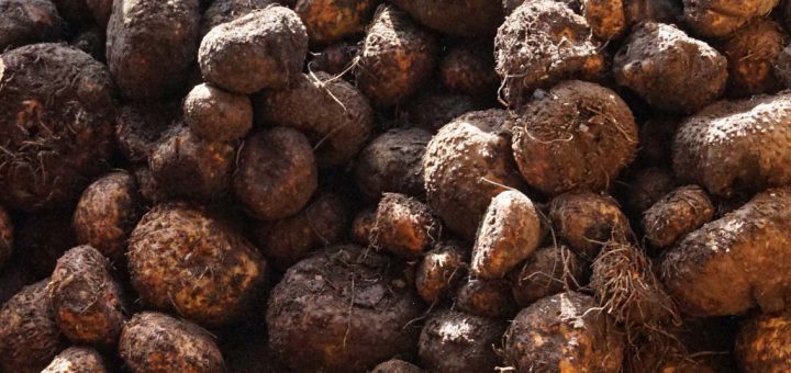 Porang merupakan tanaman hutan yang tahan terhadap berbagai serangan penyakit