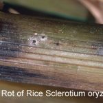Penyakit Jamur Akar Merah pada Padi