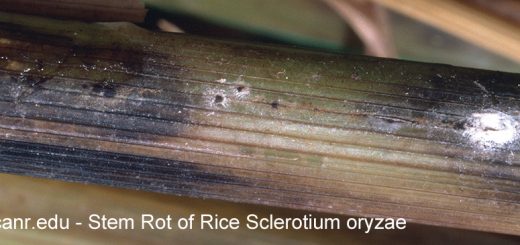 Gejala Rebah Kecambah pada Padi