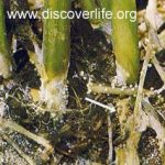 Gejala serangan busuk pelepah akibat serangan Sclerotium_rolfsii pada tanaman jagung