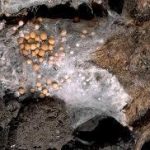 Penampakkan Penyakit Sclerotium Pada Gandum