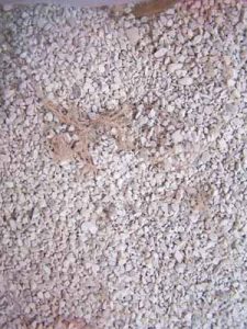 mikoriza dalam media zeolith