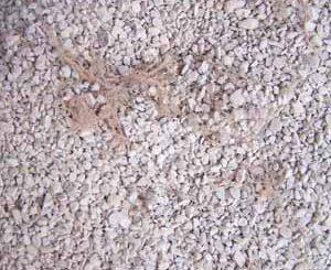 mikoriza dalam media zeolith