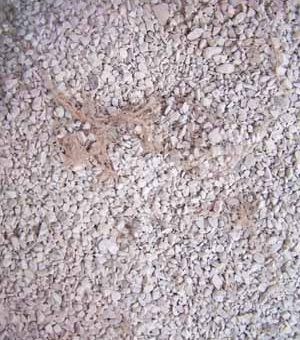 mikoriza dalam media zeolith