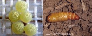 Fase telur dan pupa pada ulat tanah agrotis ipsilon