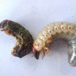 Manfaat Cendawan Metharizium Anisopliae Sebagai Pestisida Alami