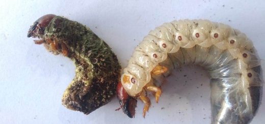 Foto Diatas adalah Dua Uret -Larva kumbang tanduk- dengan umur dan spesies yang sama- sebelah kiri yang terinfeksi metharizium dalam kurun 1 bulan kanan yang sehat