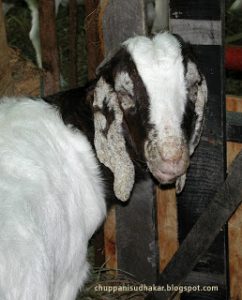 Gejala serangan scabies atau kudis pada ternak kambing