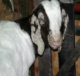 Gejala serangan scabies atau kudis pada ternak kambing