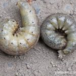 Hama ulat tanah agrotis ipsilon yang memakan bagian bawah tanaman