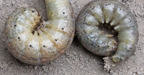 Hama ulat tanah agrotis ipsilon yang memakan bagian bawah tanaman