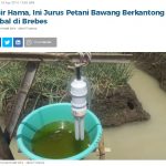Usir Hama, Ini Jurus Petani Bawang Berkantong Tebal di Brebes