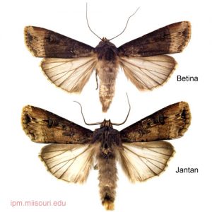 Kupu kupu atau Ngengat Lepidoptera Nostuidae dari Ulat Tanah Agrotis Ipsilon