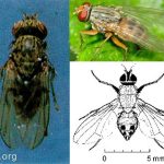 Lalat bibit Atherigona oryzae Atherigona exigua pada fase larvanya menyerang batang padi muda
