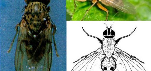 Lalat bibit Atherigona oryzae Atherigona exigua pada fase larvanya menyerang batang padi muda