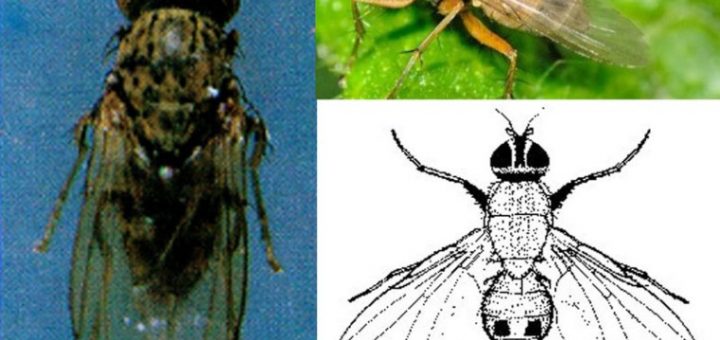 Lalat bibit Atherigona oryzae Atherigona exigua pada fase larvanya menyerang batang padi muda