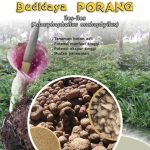 Modul Budidaya Porang (Amorphophallus onchophyllus)