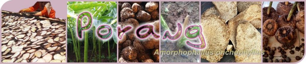 header budidaya porang agrokomplekskita