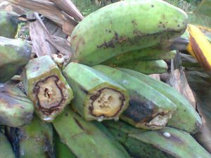 penyakit layu bakteri pada pisang yang menyebabkan gejala busuk pada buah pisang