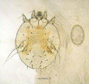 sarcoptes scabei yang menyebabkan penyakit kudis pada ternak