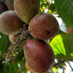 Budidaya Tanaman Buah Matoa – Asal Buah Matoa