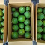 Budidaya Pepaya Merah Delima Dengan Teknologi Organik – Panen dan Pasca Panen Pepaya Merah Delima