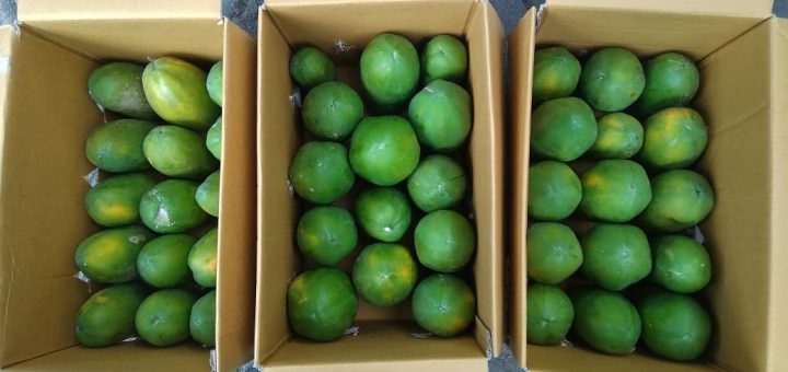 Pepaya Merah Delima yg sudah Tua dipanen Untuk Kirim Jakarta