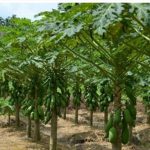 Budidaya Pepaya Merah Delima Dengan Teknologi Organik – Cara Menanam Pepaya Merah Delima Yang Benar