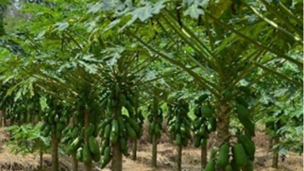 Kebun Pepaya Merah Delima